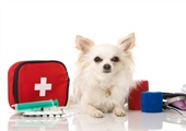 Learning Canine First Aid is Important…For Both of You