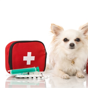 Learning Canine First Aid is Important…For Both of You