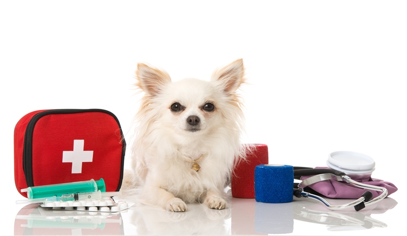 Learning Canine First Aid is Important…For Both of You