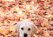 Remember The Thing You Wanted To Fix With Your Dog This Year? We Still Have Time.