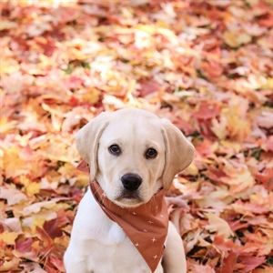Remember The Thing You Wanted To Fix With Your Dog This Year? We Still Have Time.