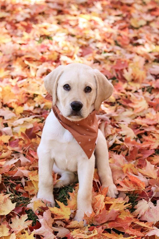 Remember The Thing You Wanted To Fix With Your Dog This Year? We Still Have Time.