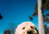 Your Dog Doesn't Need Everyone to Say Hello