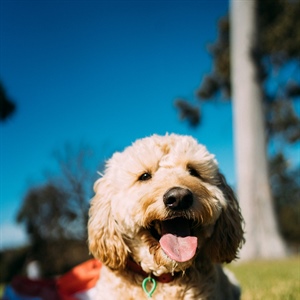 Your Dog Doesn't Need Everyone to Say Hello