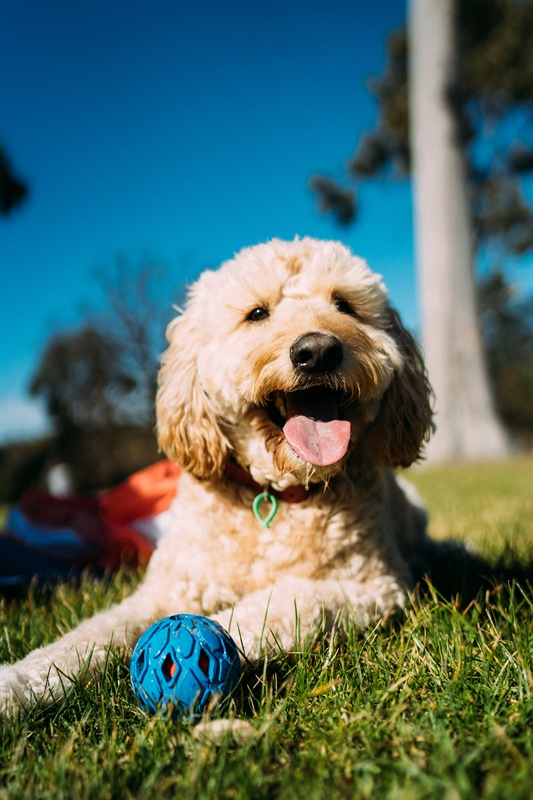 Your Dog Doesn't Need Everyone to Say Hello