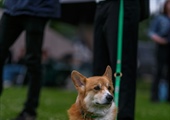 My Dog Bit My Child. How Do I Teach Him Not to Bite?