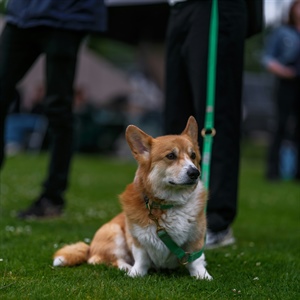 My Dog Bit My Child. How Do I Teach Him Not to Bite?