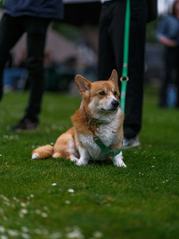 My Dog Bit My Child. How Do I Teach Him Not to Bite?