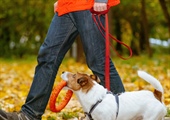 The Benefits of Private Dog Training