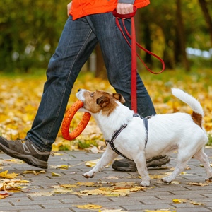 The Benefits of Private Dog Training