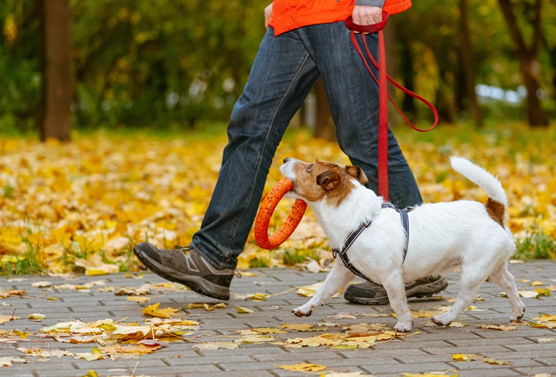 The Benefits of Private Dog Training