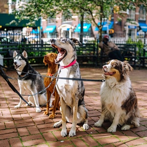 The Benefits of Group Dog Training