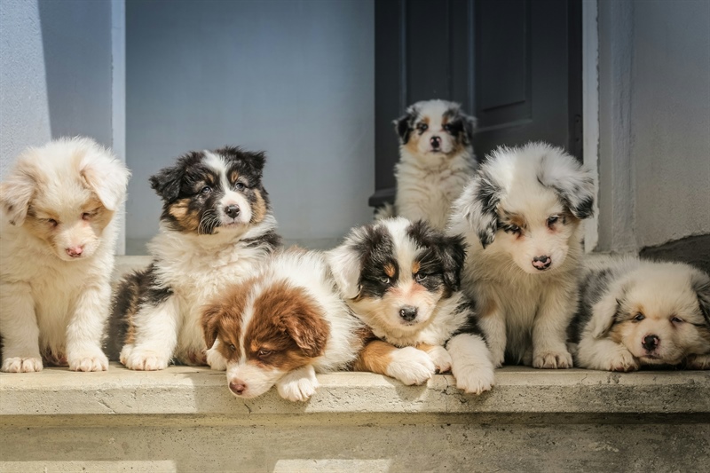 The Benefits of Group Dog Training