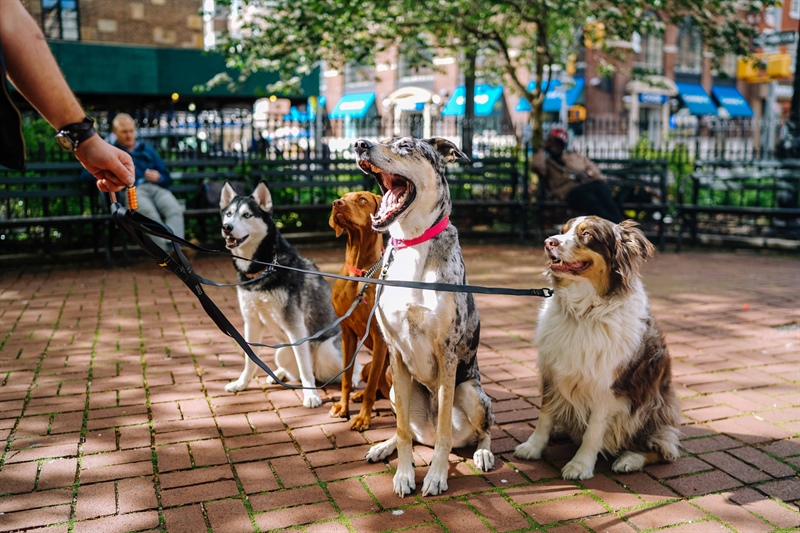 The Benefits of Group Dog Training