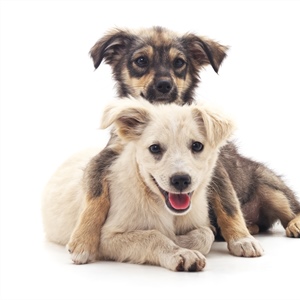 Redefining Socialization: What Every Dog Owner Needs to Know