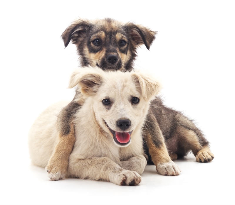 Redefining Socialization: What Every Dog Owner Needs to Know