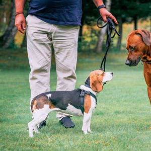 Beyond the Dog Park: The Many Facets of Canine Socialization