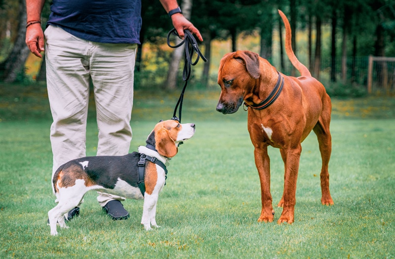 Beyond the Dog Park: The Many Facets of Canine Socialization
