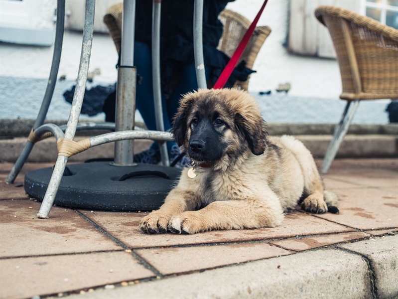 Dog Socialization Demystified: A Guide for Responsible Pet Owners