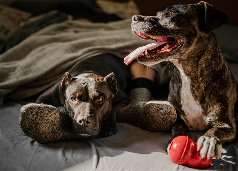 Dog Socialization Demystified: A Guide for Responsible Pet Owners