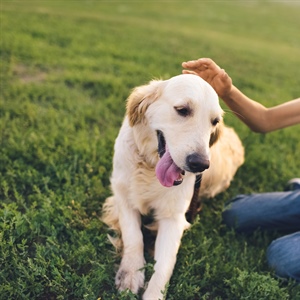 Unlocking the Secrets of Dog Socialization: A Comprehensive Guide