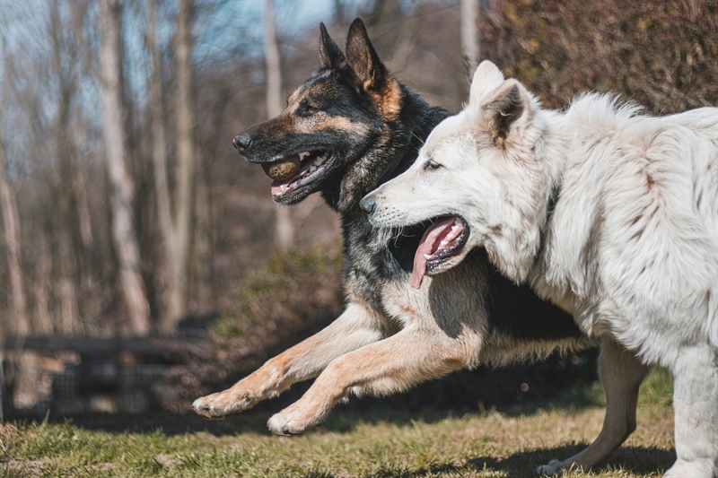 Unlocking the Secrets of Dog Socialization: A Comprehensive Guide