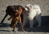 The Complete Canine Socialization Blueprint: Tips, Tricks, and More