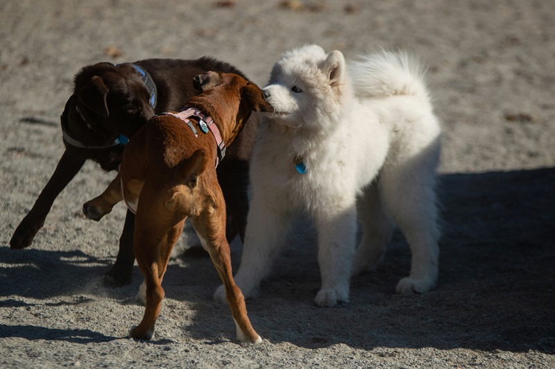 The Complete Canine Socialization Blueprint: Tips, Tricks, and More