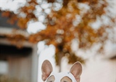 Keeping Tails Wagging: Halloween Safety Tips for Your Furry Friends