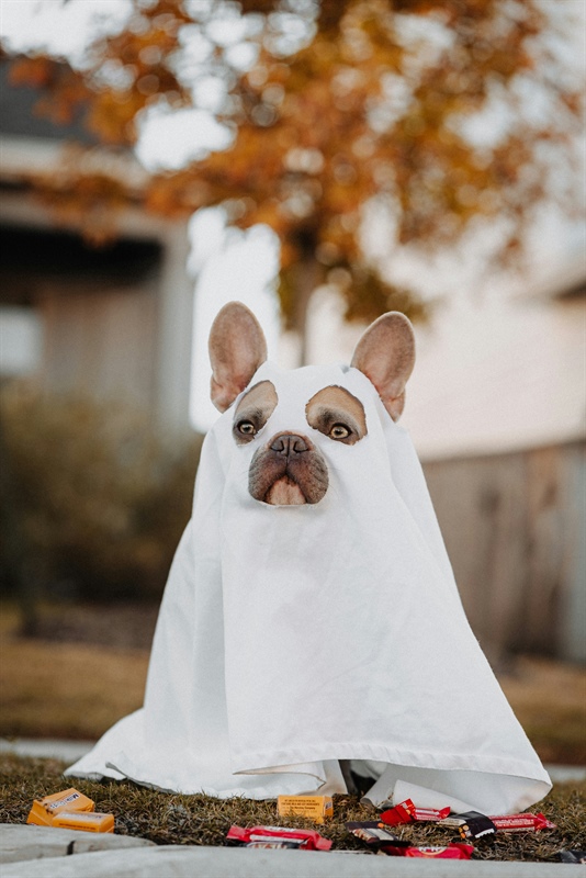 Keeping Tails Wagging: Halloween Safety Tips for Your Furry Friends