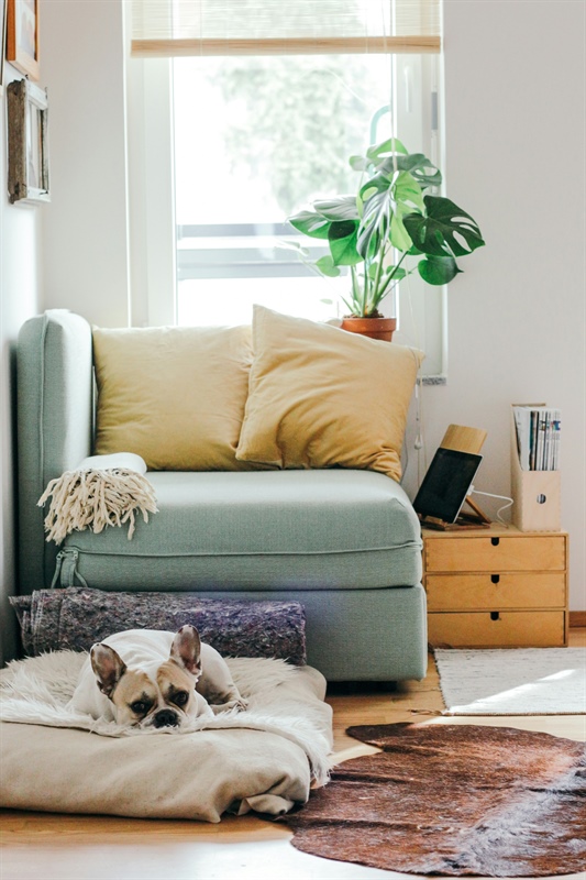 Tips for Homeowners with Pets