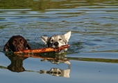Discovering Your Dog's Unique Play Style