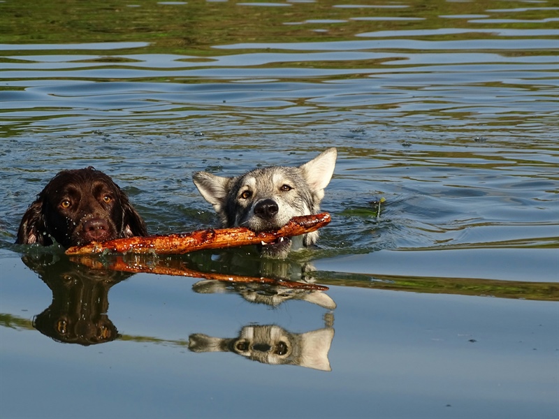 Discovering Your Dog's Unique Play Style
