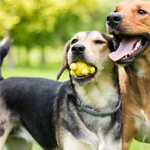 Beyond the Play Bow: A Deeper Dive into Your Dog’s Playtime