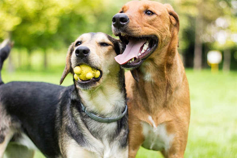 Beyond the Play Bow: A Deeper Dive into Your Dog’s Playtime