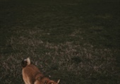 Beyond the Play Bow: A Deeper Dive into Your Dog’s Playtime