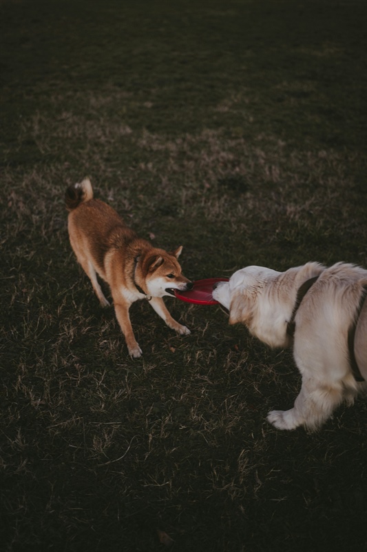 Beyond the Play Bow: A Deeper Dive into Your Dog’s Playtime
