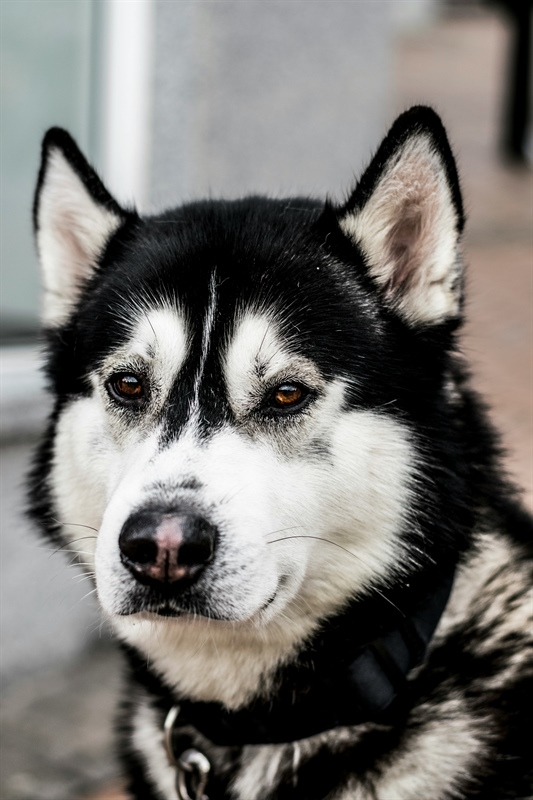 Understanding the Difference Between Management and Dog Training