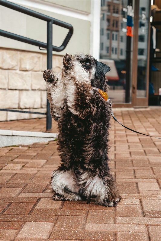 5 Essential Skills Every Dog Should Learn