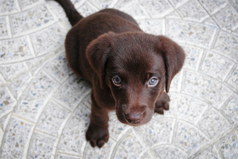 Puppy Parenting, Perfected: A Guide to Your First Weeks