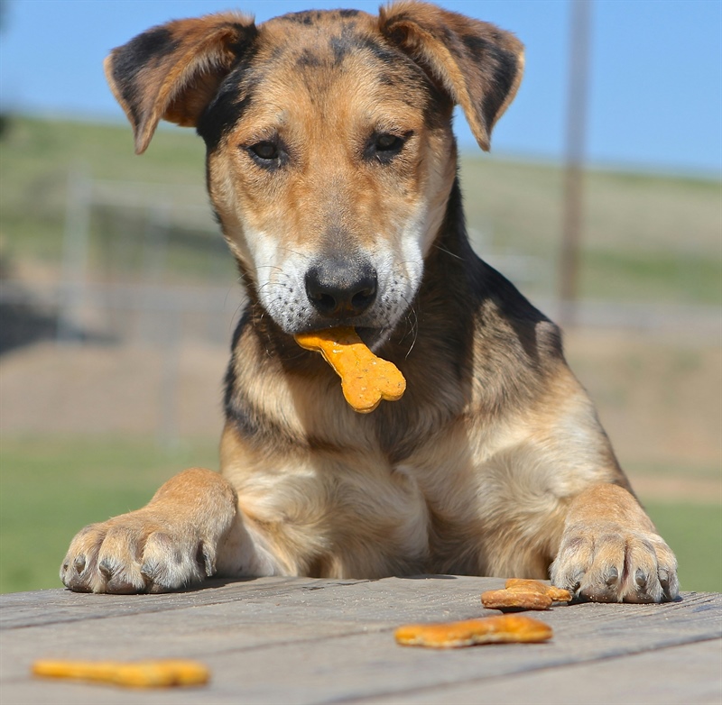 How to Have a Successful Picnic with Your Dog!
