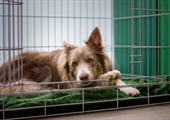 The Importance of Crate Training and Manners: Creating a Safe Haven for Your Dog