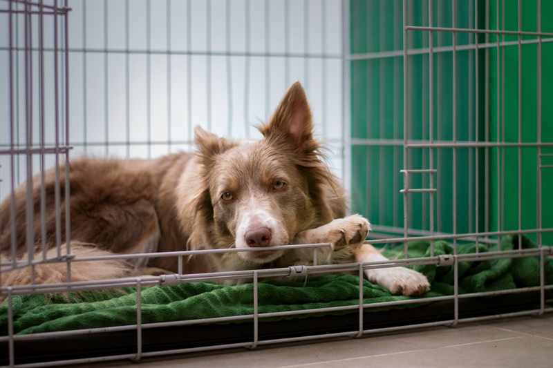 The Importance of Crate Training and Manners: Creating a Safe Haven for Your Dog