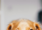 What to Expect When You Bring Your Puppy to Dog School