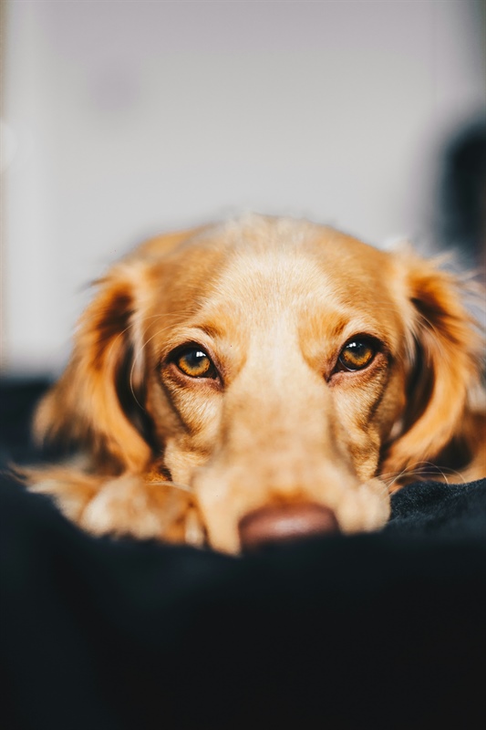 What to Expect When You Bring Your Puppy to Dog School