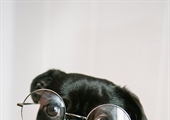 Easing Your Dog into a New Routine for Back-to-School Time