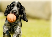 Is Your Dog Ready for the School Year? A Checklist for Success