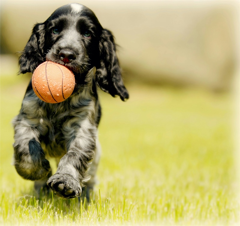 Is Your Dog Ready for the School Year? A Checklist for Success