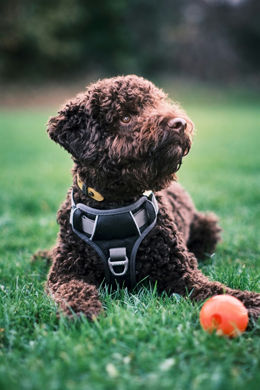 The Best Harnesses for Your Dog: Why We Love Front Clip Harnesses