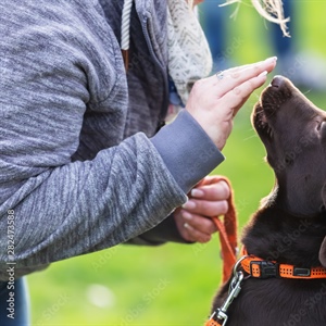 Dog Training- A Better Way